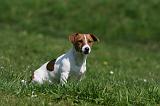 JACK RUSSEL 089